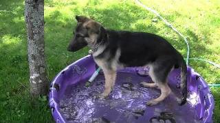 German Shepherd Puppies love Pools!