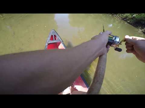 Musky to the Boat on Headbanger Tail