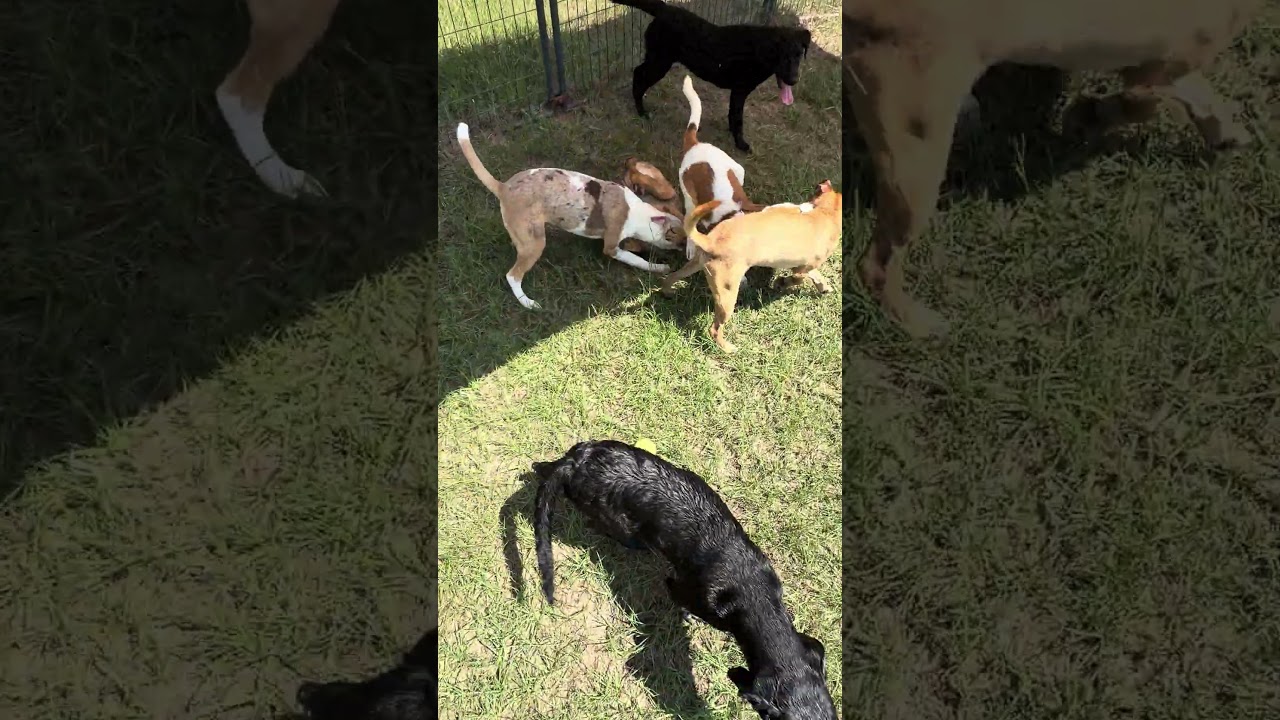 Enlarge Guilly, a Adoptable mixed breed in Hattiesburg, MS video 6/6