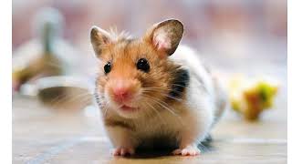 Cover art for Inpeak