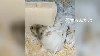 ハムスター(ジャンガリアン) ハム太郎&こうし君の寝場所の取り合い♪