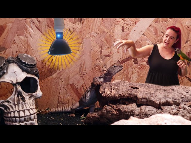 Vídeo relacionado con REPTI HOME UVB Luz 10.0, 13W UVA Bombilla para Reptiles, Lámpara para Terrario de Tortuga, Dragón Barbudo, Lagarto, Serpiente, Gecko