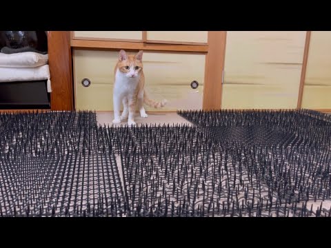 植物にアルミホイルを置く意味は何ですか？ 5 による答え  庭園