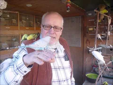 2019 04 09 Der Wellifluestererfilm des Tages