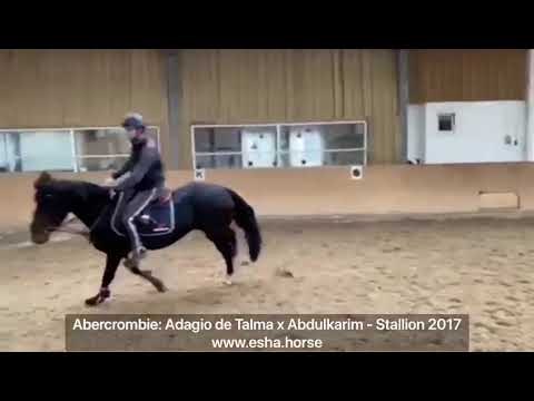 Abercrombie: Adagio de Talma x Abdulkarim (Jumping under the saddle)