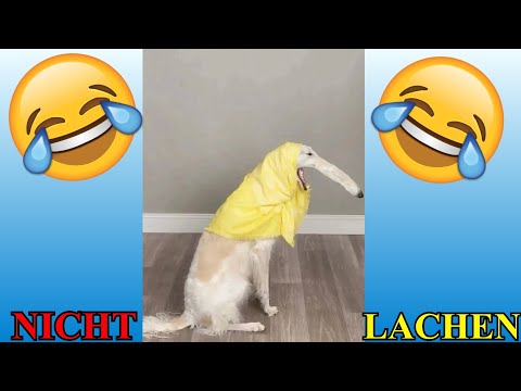 VERSUCHE NICHT ZU LACHEN !!! 🤣🤣🤣 #65