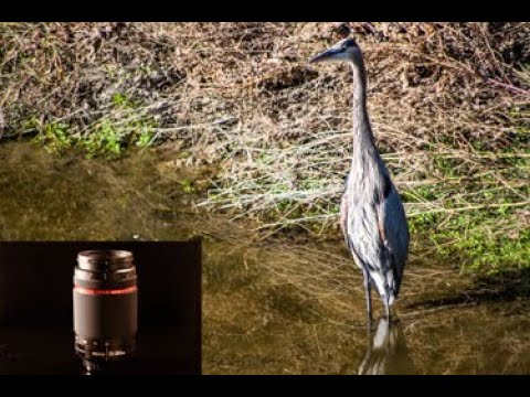 55-300mm Lens Test Birds 49 Outdoors Morning