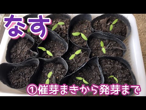 1月に低温発芽器を播種して外に出す トピックス