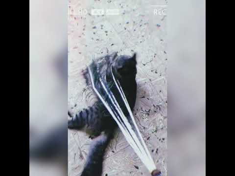 cat vs peacock feathers