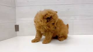 ハーフ犬の動画01