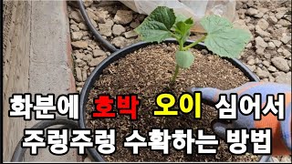 호박!오이! 큰 화분에서 주렁주렁 많이 열리게 수확하는 방법! #호박재배 #호박키우기 #호박거름주기 #오이키…