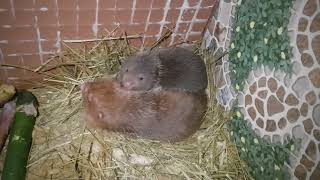 Đi thăm trại dúi tại Tây Sơn, Bình Định