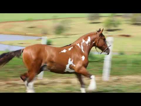 LOTE 14   ASW GLADIADOR 1