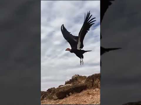 California Condor Population Rises 2300% In 40 Years