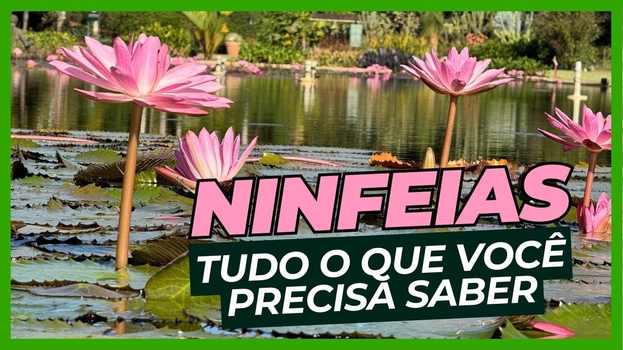 4 Espécies de Ninfeias | Por Harri Lorenzi | Jardim Botânico Plantarum
