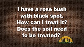 Q&A – How can I treat black spot on my rose bush?