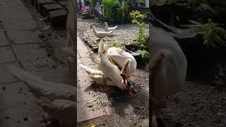 Download lagu Apa Jadinya Kalau Menthok Kawin Dengan Angsa ???Kawin Silang Unggas . mp3