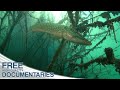 The Fascinating Wildlife in Deep Mountain Lakes | Full Documentary