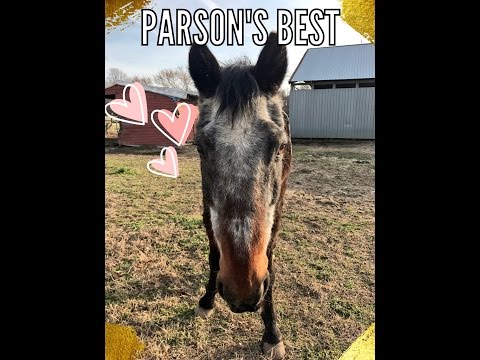 Parson's Best - 39-Yr-Old Retired Standardbred (#961 - April 2, 2017)