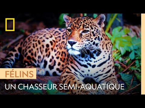 Le jaguar, un prédateur semi-aquatique