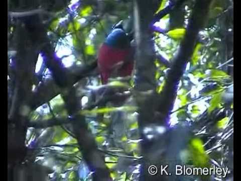 Narina Trogon - A male calling - Keith Blomerley