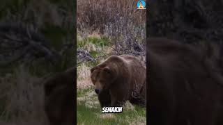 Download lagu Inilah Beda Cara Mengatasi Beruang Coklat dan Hitam #fypシ゚viral #animals #beruang #bear mp3