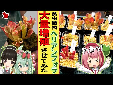 臭いクレーンビル、ルプレヒトスクラウト 植物