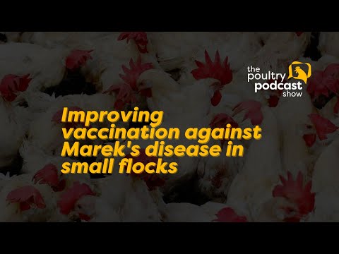 #shorts Improving vaccination against Marek's disease in small flocks