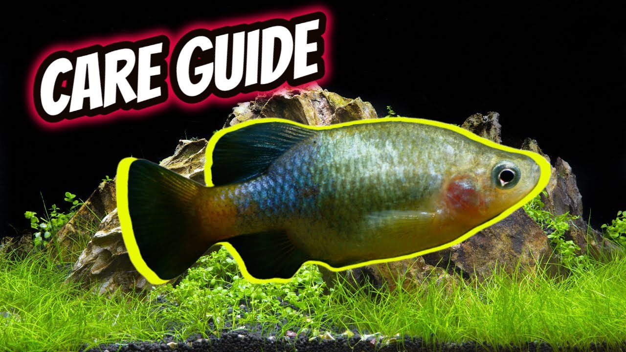 Xenotoca Doadroi: One Awesome Goodeid!