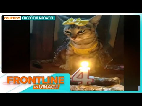 For Today’s Video: Galunggong cake, inihain para sa birthday ng pusa Frontline Sa Umaga