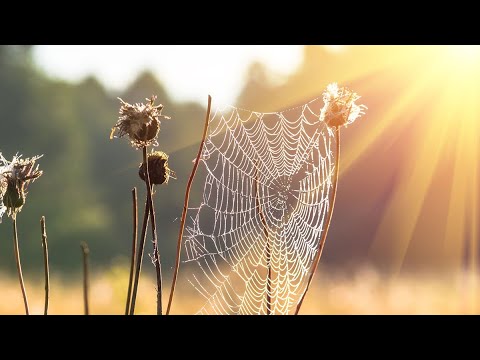 Wochenausblick: Kühles Herbstwetter oder Altweibersommer?