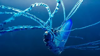 The Deadly Portuguese Man O&#39; War | Blue Planet II | BBC Earth