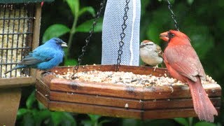 Bird Feeder in the Rain - Maryland Feeder Birds in Springtime