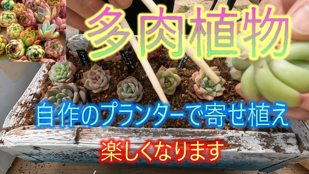 【多肉植物】自作のプランターで寄せ植え　26/3/30