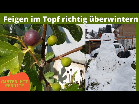 How to properly overwinter figs in pots | Tips, information, and personal experience