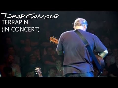 Terrapin video