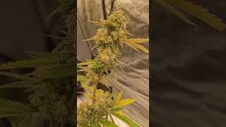 How to tell when it&#39;s time to harvest