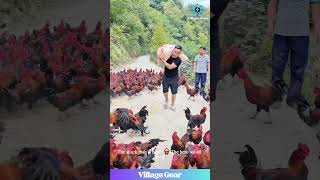 Download lagu This is What Pure HAPPINESS Looks Like... For a Chicken😂They're So Excited for Food! #chicken #farm mp3