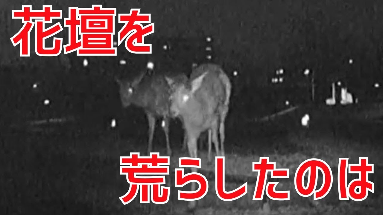 カメラは見た！花壇を荒らしたのは●●