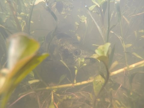 Filmado hoy pescando taruchas ....impresiona como muerden sin dudar un segundo ..........