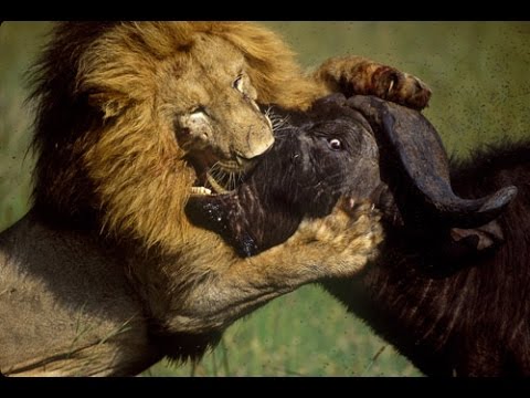Lions Documentary - Lions Hunting Buffalo - Lion Documentary National Geographic Wildlife