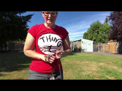 Stacking and presenting a dog in the conformation ring. Learn how to show your dog.