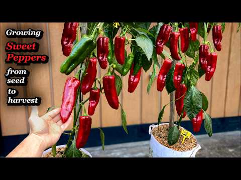 Growing Super-Sweet Peppers 🌶️ in Containers: from Seed to Harvest - Full Guide