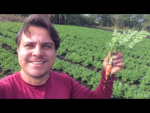 , title : 'Minha plantação de cenoura 🥕 com 71 dias'