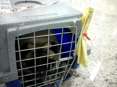 Vídeo desembarque Santiago 13 set.AVI