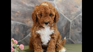 Video preview image #1 Poodle (Miniature) Puppy For Sale in MILL HALL, PA, USA