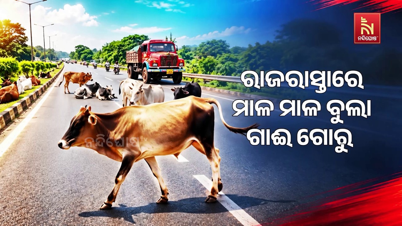 ଏନଏଚ ୨୦ରେ ବିପଦ ସାଜୁଛନ୍ତି ବୁଲା ଗାଈ ଗୋରୁ। ପ୍ରତ୍ୟେକ ଦିନ