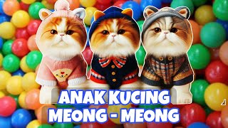 Download lagu ANAK KUCING MEONG MEONG‼️ KUCING BANYAK TINGKAH‼️KUCING MEONG MEONG #kucinglucu #2 mp3