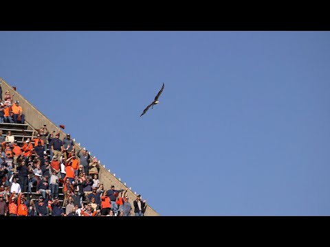 Spirit takes her final flight; named Honorary War Eagle
