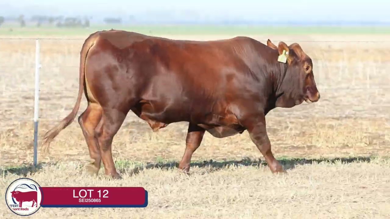 Lot 12